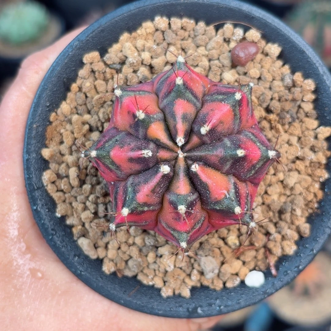 泰系米哈乌贼b后代实生1号