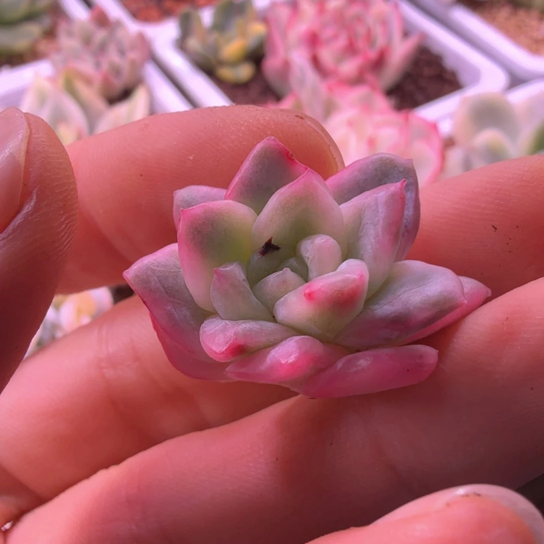 冰月亮锦 多肉植物