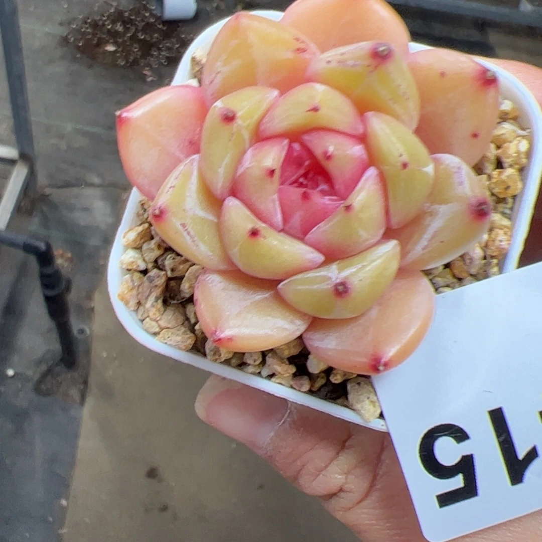 415 满38包邮一物一拍