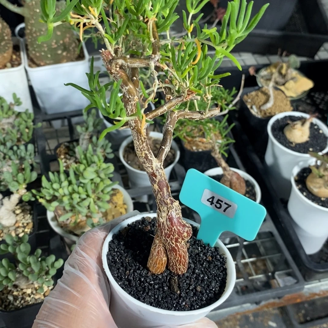 梅斯木枝干番杏多肉