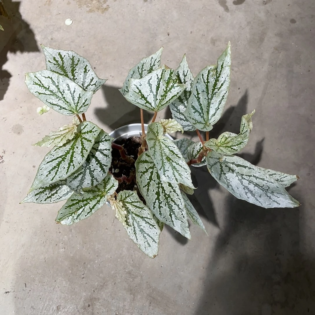 无花朵猫耳朵秋海棠