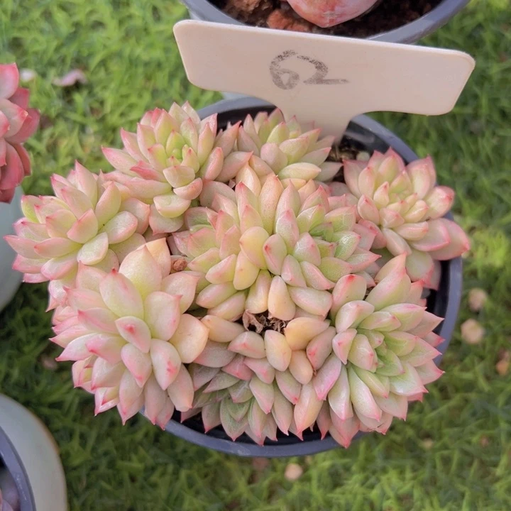 健健康康平平安安