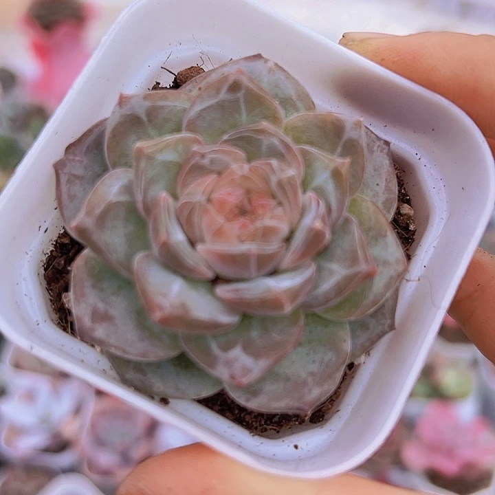 暗纹冰魄19包邮多肉