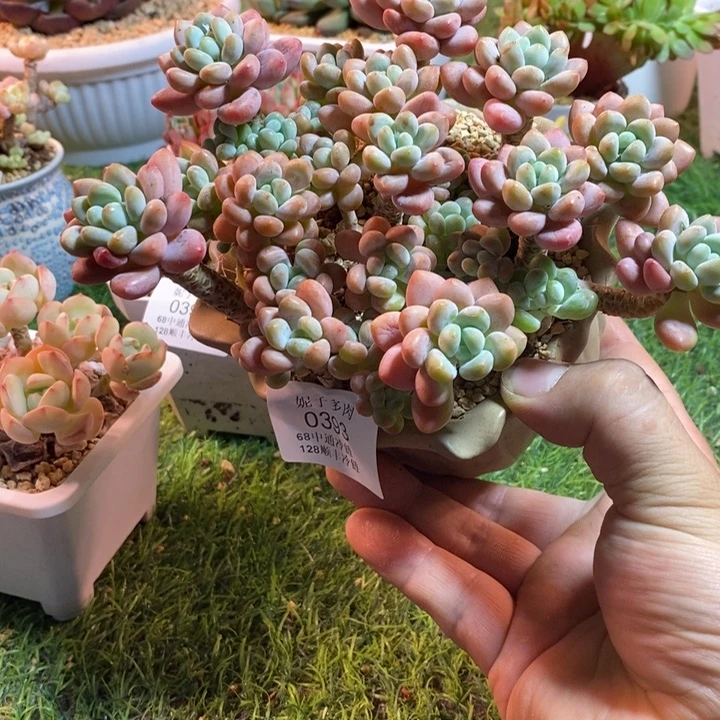 0393啊啊啊啊啊啊啊啊啊