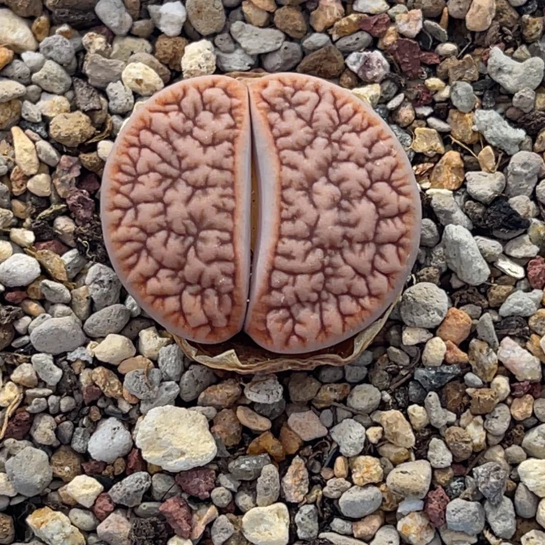 7304红曲1尺寸2.5睫毛拿铁曲