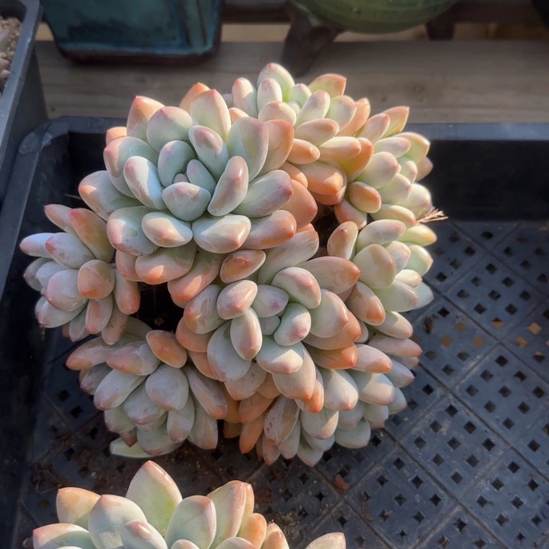 香水老庄奶群生五十包邮