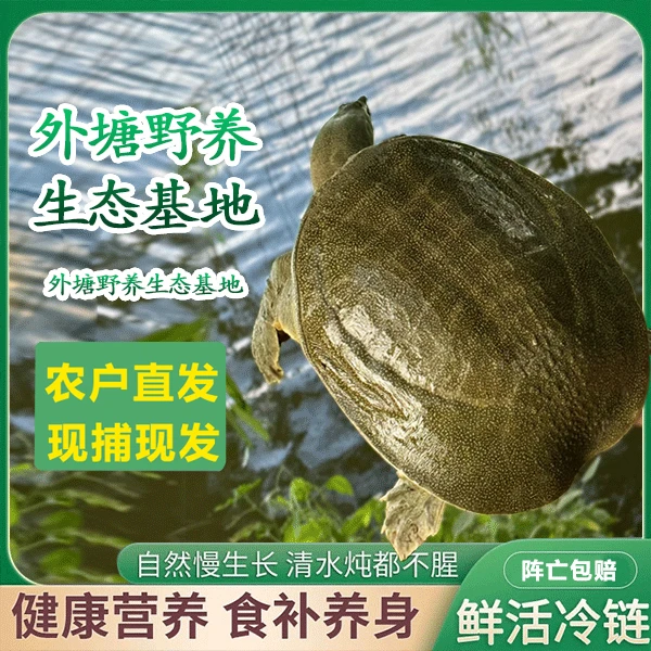 外塘甲鱼 10/ 一只