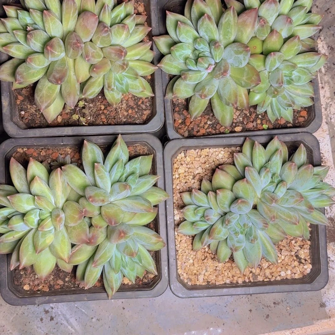 重楼福利1111111111111