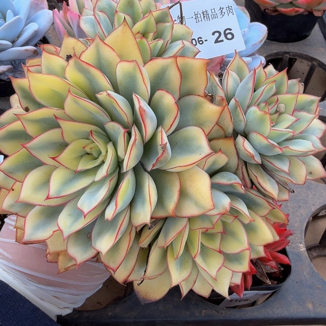 1106-26多肉一物一拍