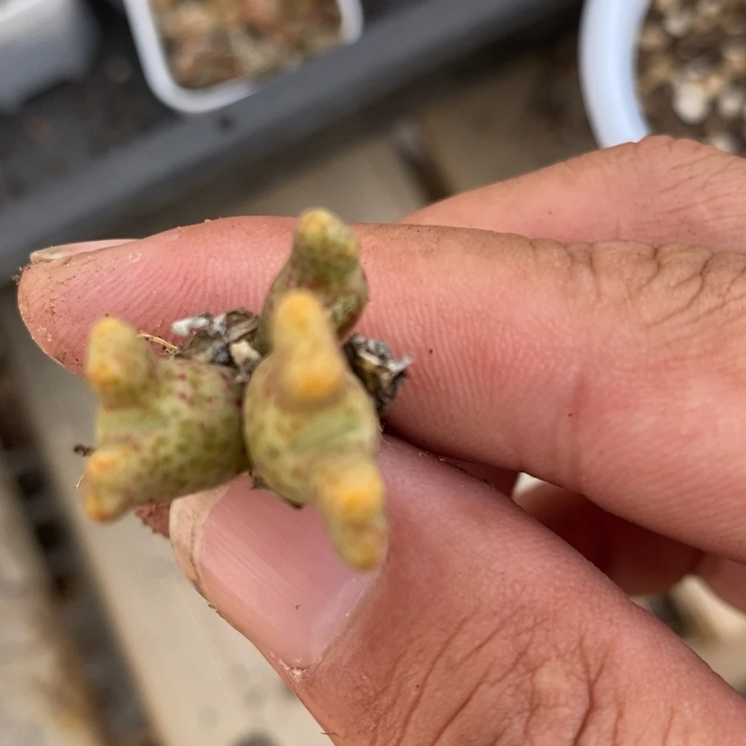 1074一颗一颗鹿角