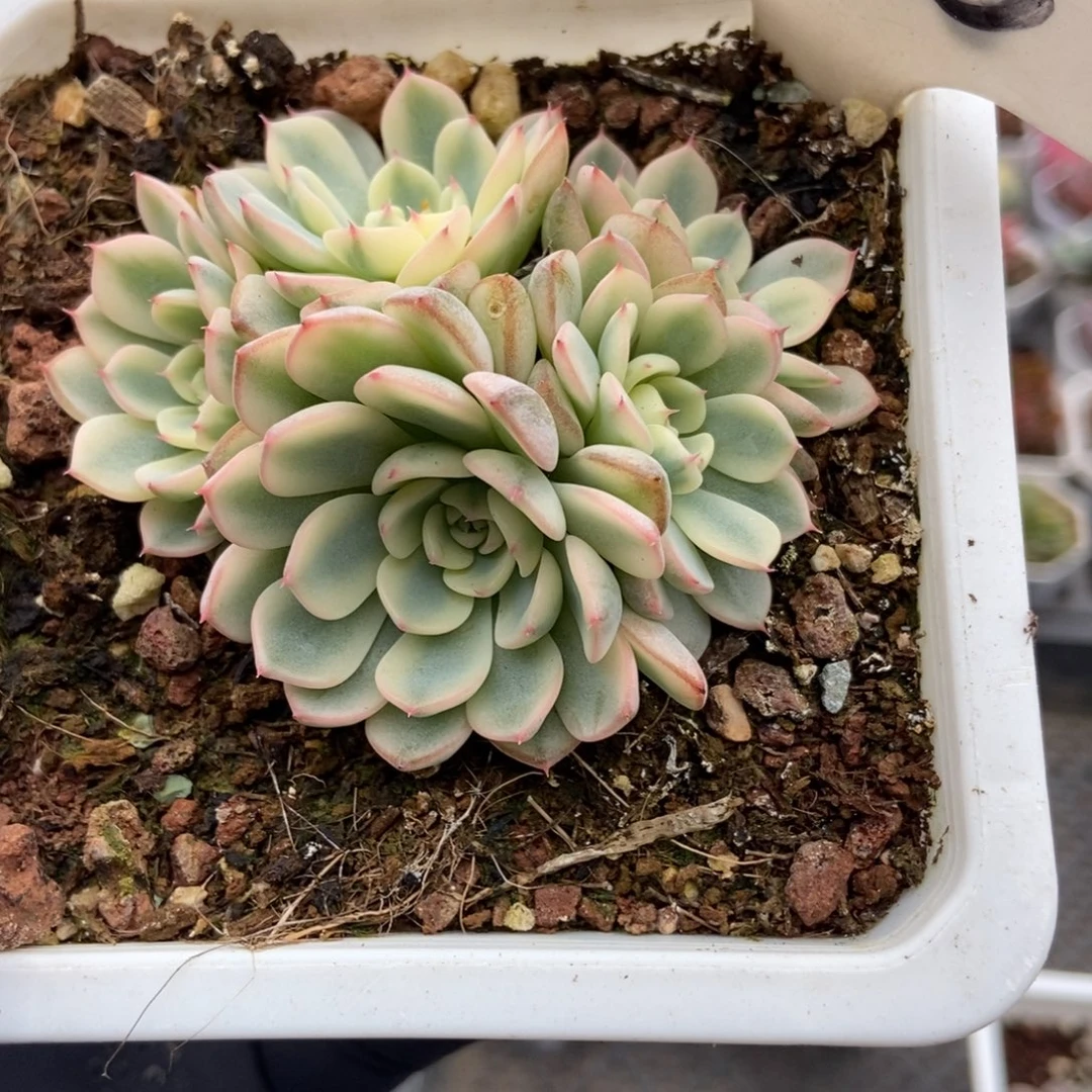 606忌廉锦多肉植物