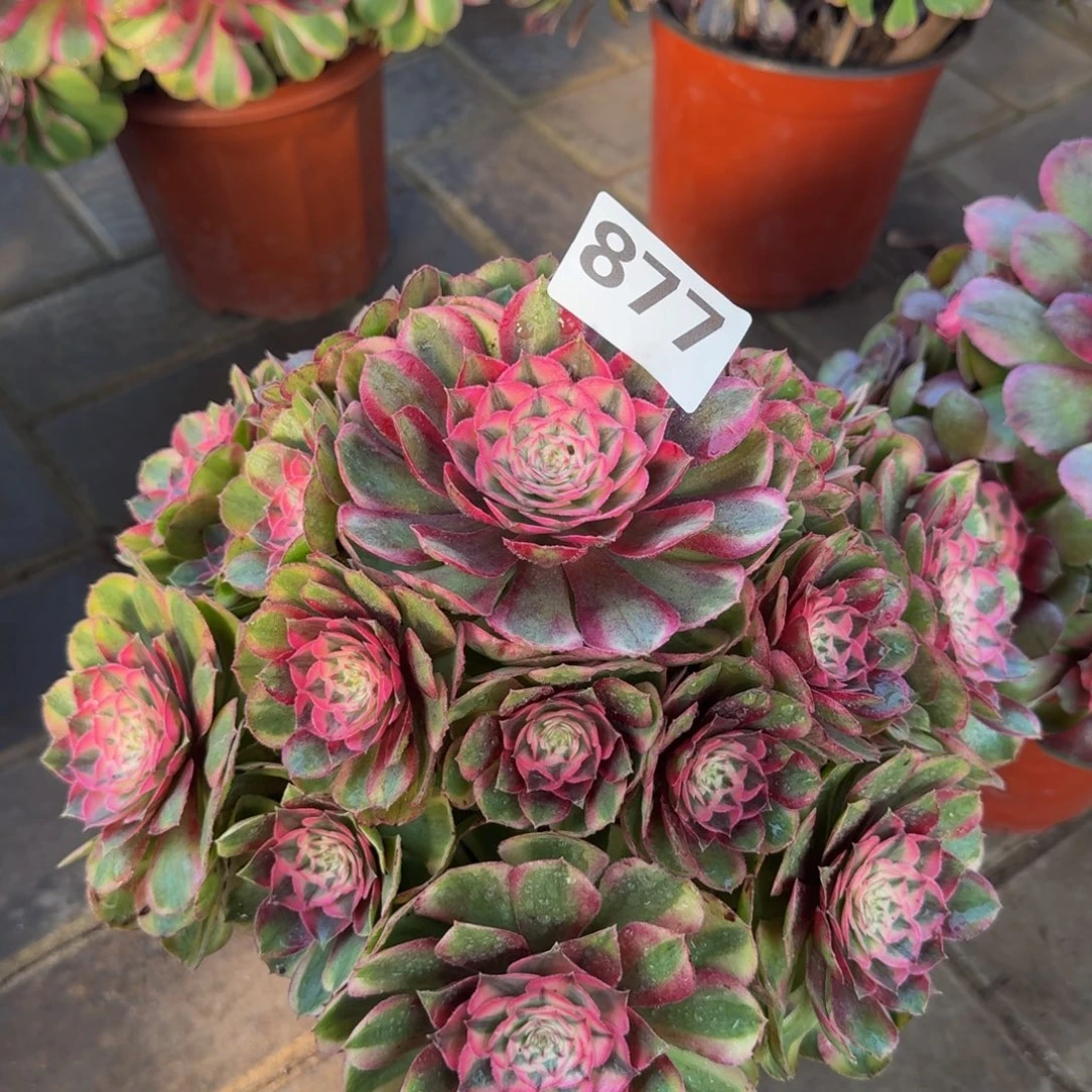 多肉植物877半糖 法师