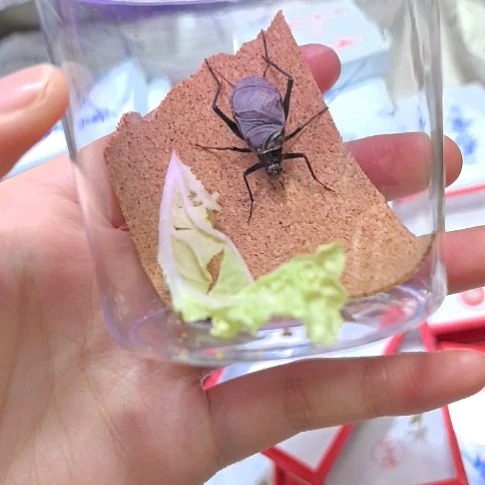 人工麒麟一条全品
