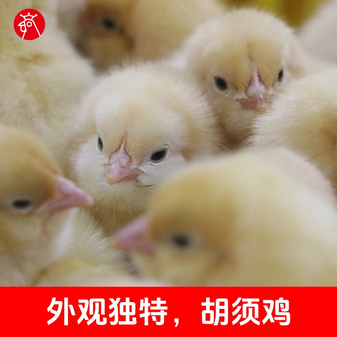 胡须鸡黄毛宠物鸡
