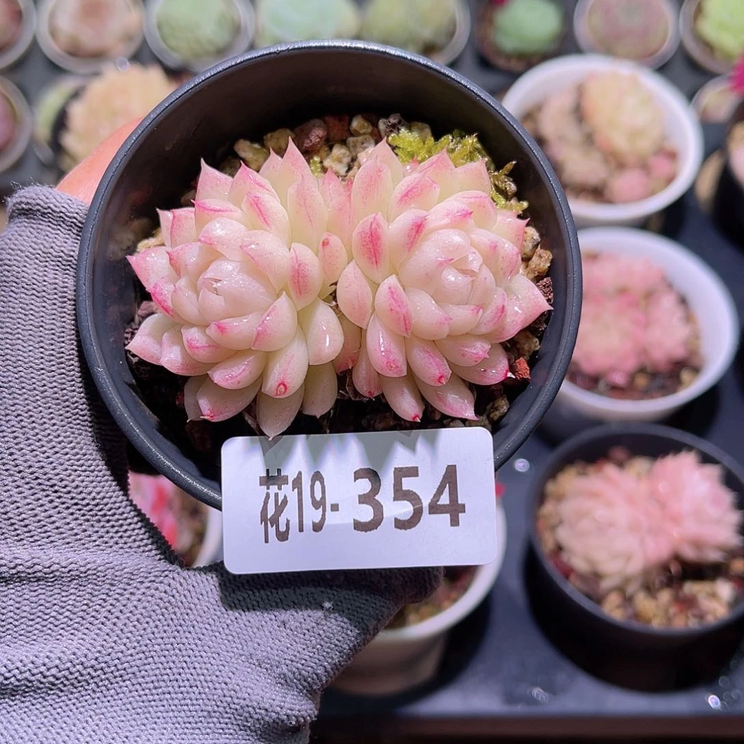 花19-354女王双头