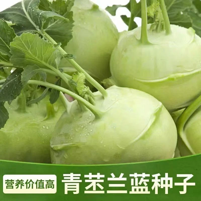青苤兰种子水果苤蓝种子农田菜园播脆嫩肉厚大头菜青苤蓝蔬菜种子