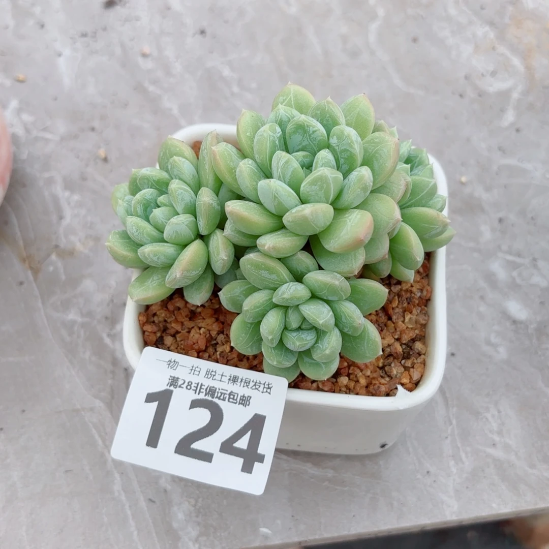 百达翡翠整群多肉多肉
