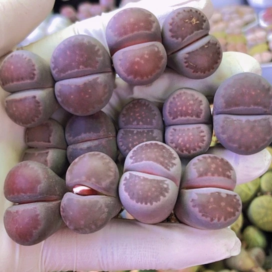 无花朵0466，1.9-2.2厘米如图