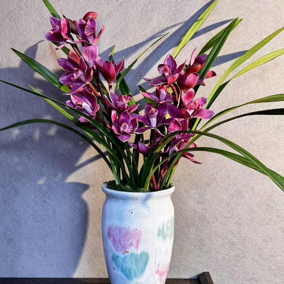 墨兰富贵红带花苞浓香型年宵花带盆底座好养易活室内绿植