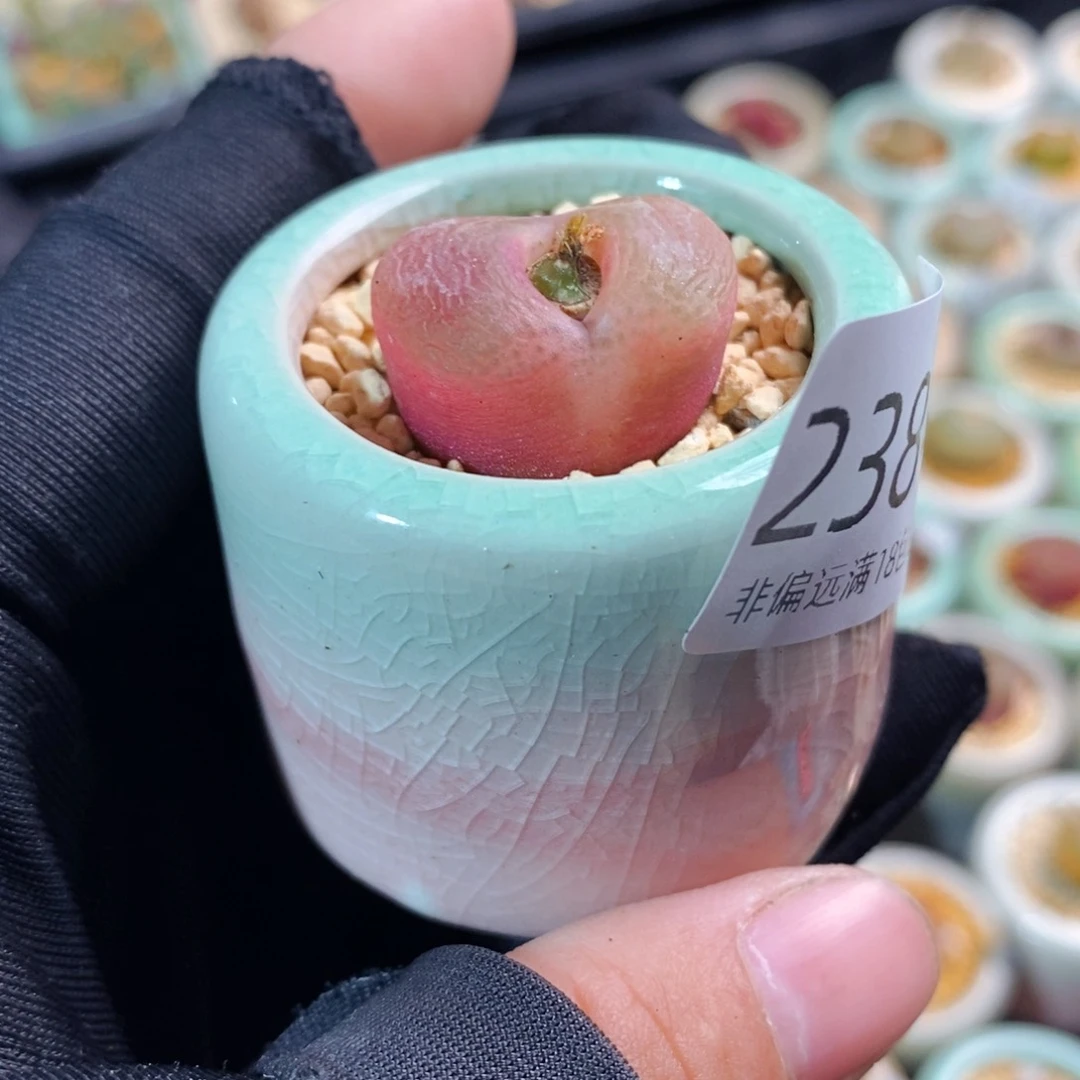 2384-一物一拍带盆