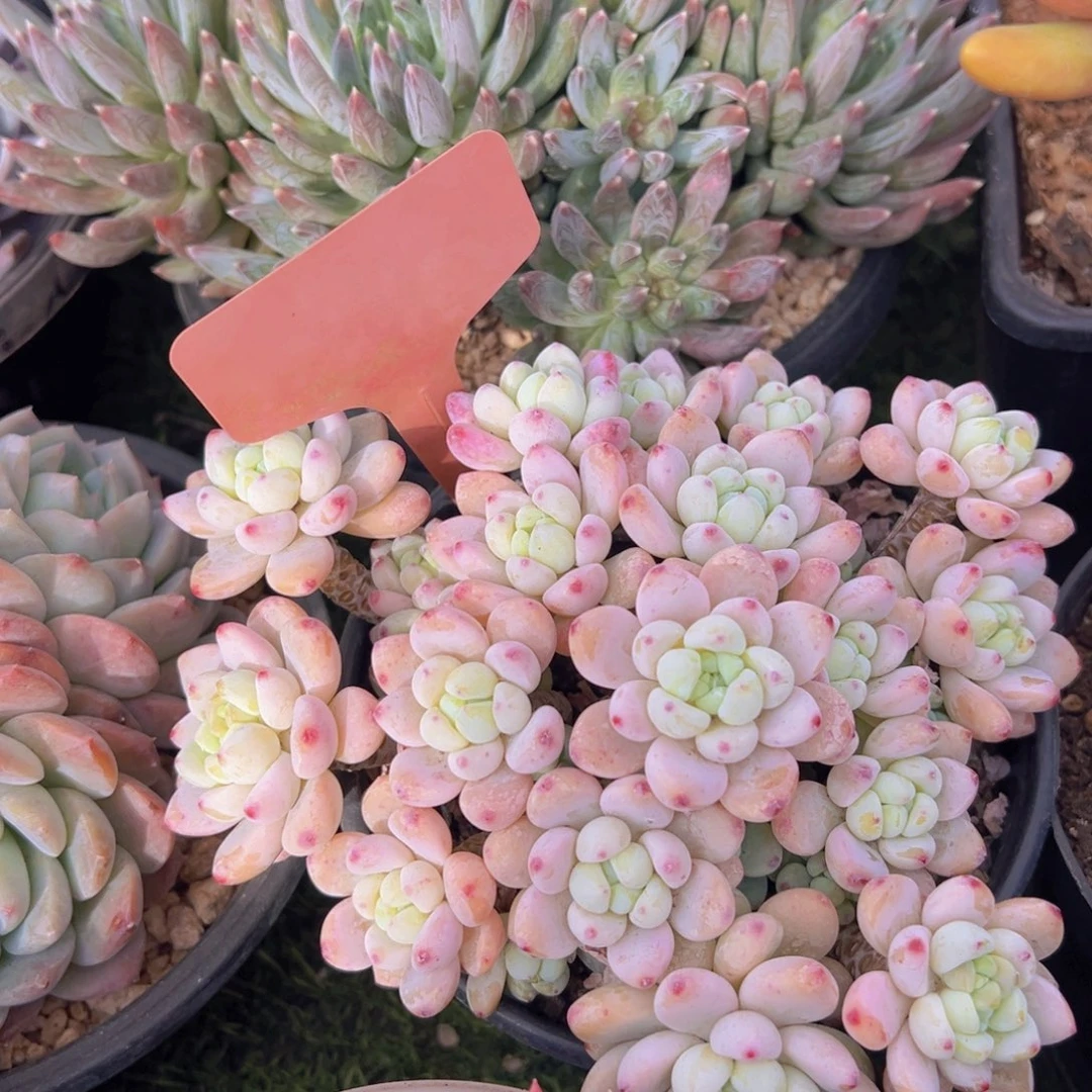 香玉的故事是一个人的故事吗