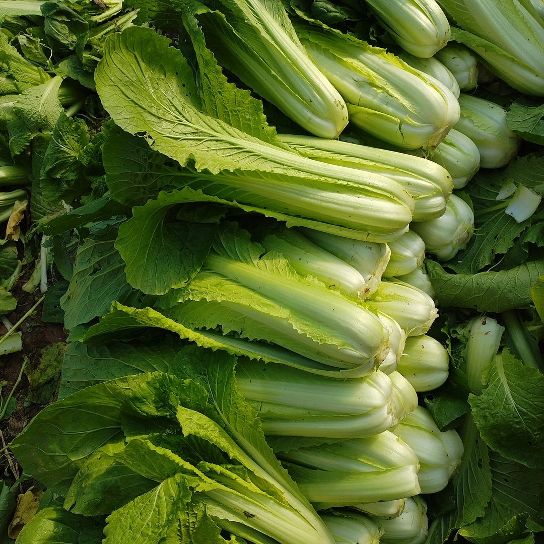 实惠绿白菜5斤有虫眼生态农场