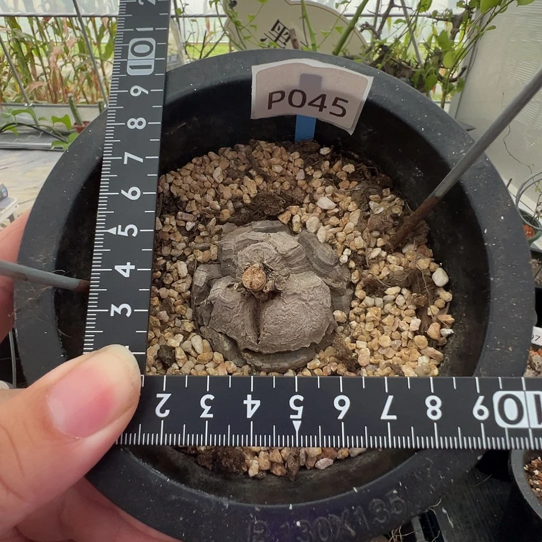 多肉植物专拍 一物一拍 南非龟甲龙045