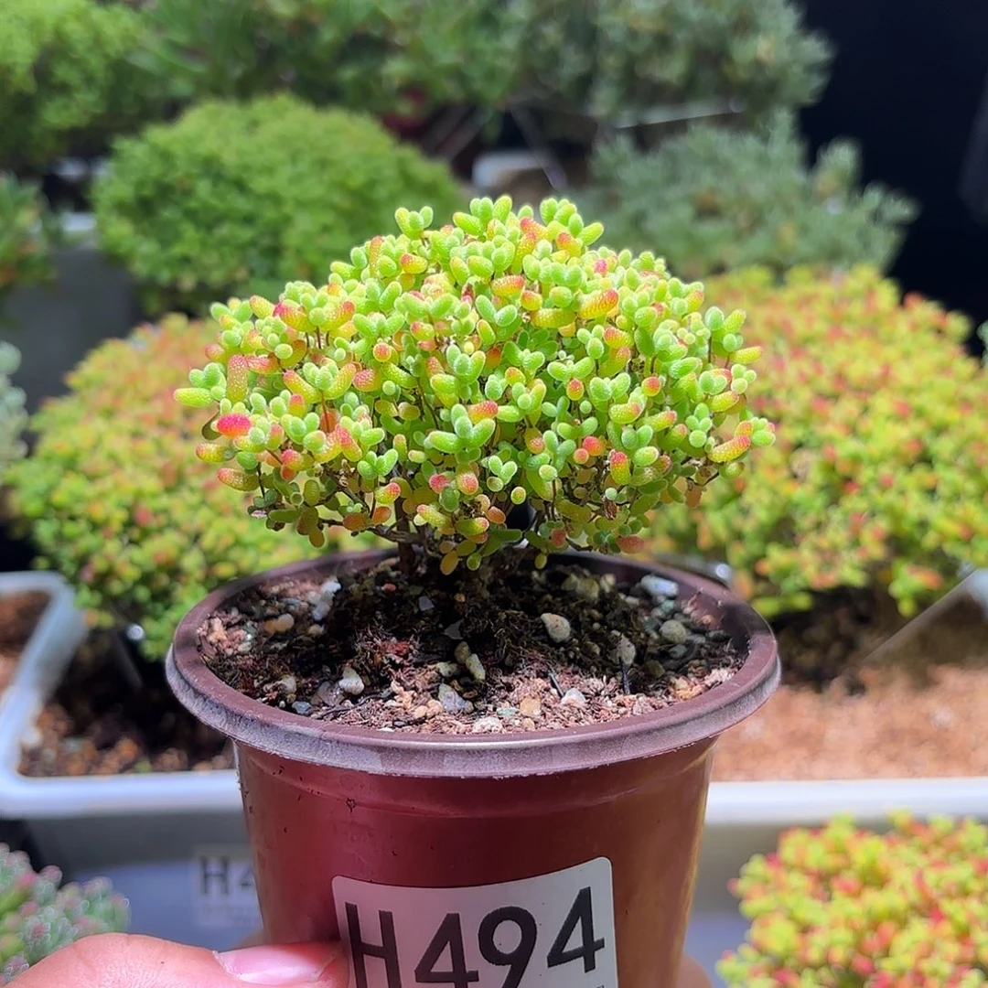 枝干番杏密橘糖球H494