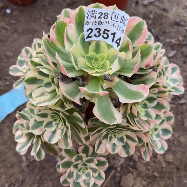 23515女郎多肉植物