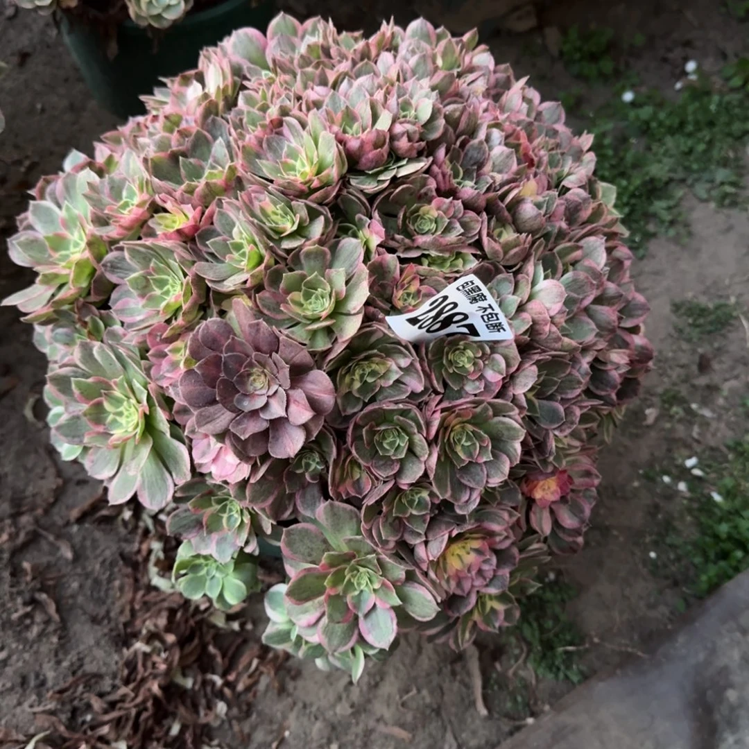 小***姐17-2法师海仙2887