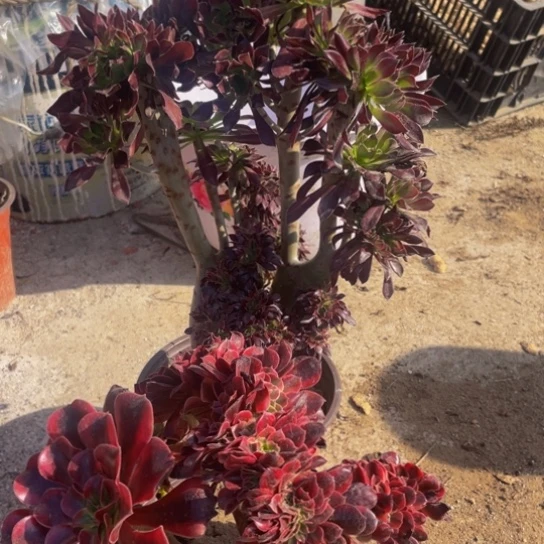 7373，黑法师缀，美杜莎包邮