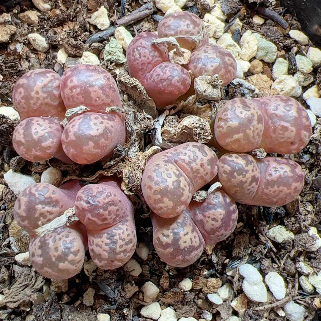 【闪购商品】113 勋章
