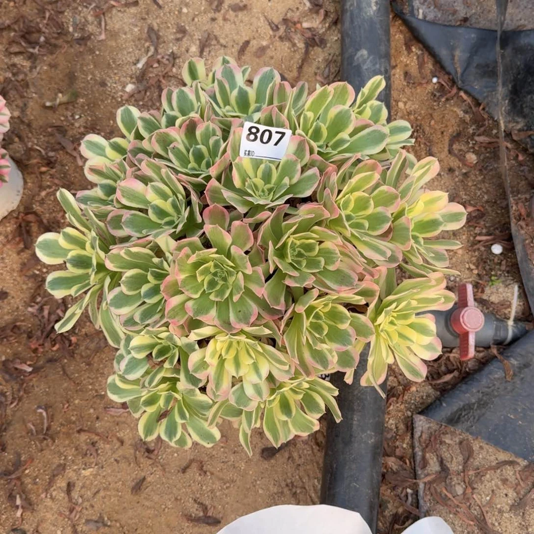 807粉体白凤多肉植物