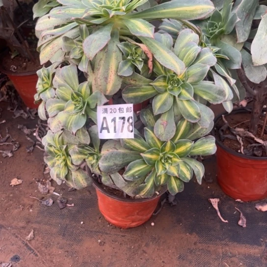 178黄中班不包断枝