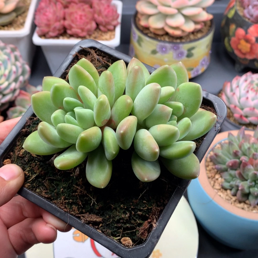 我们家的小宝贝们