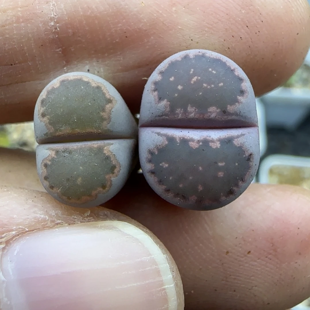 329稍有腿特30包邮