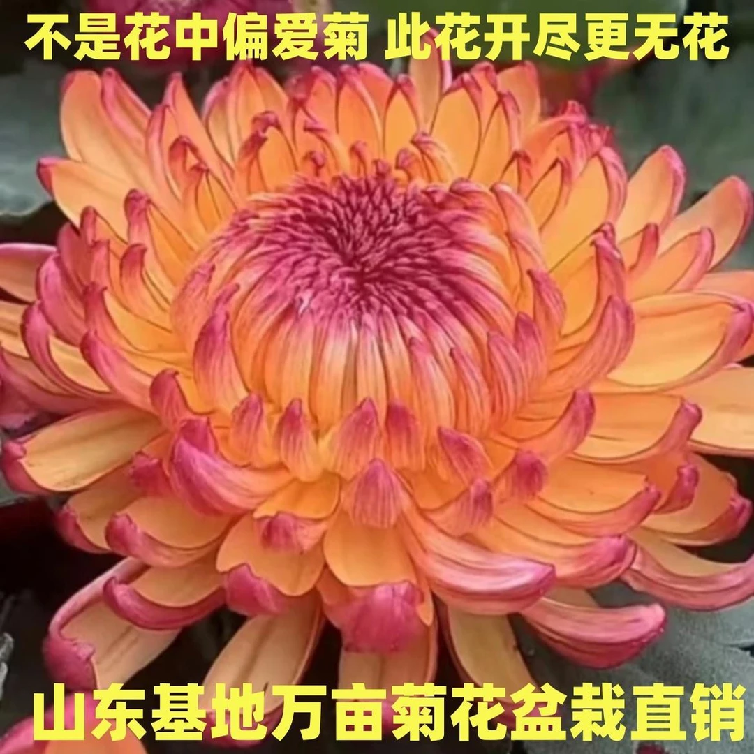 菊花盆栽【带花苞】开大花九月菊室内外阳台庭院好养耐寒