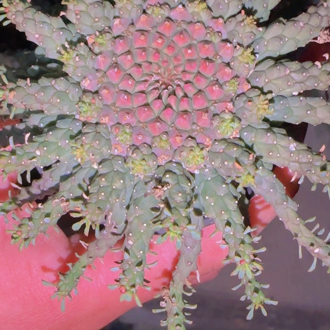 健****力块根植物块根植物