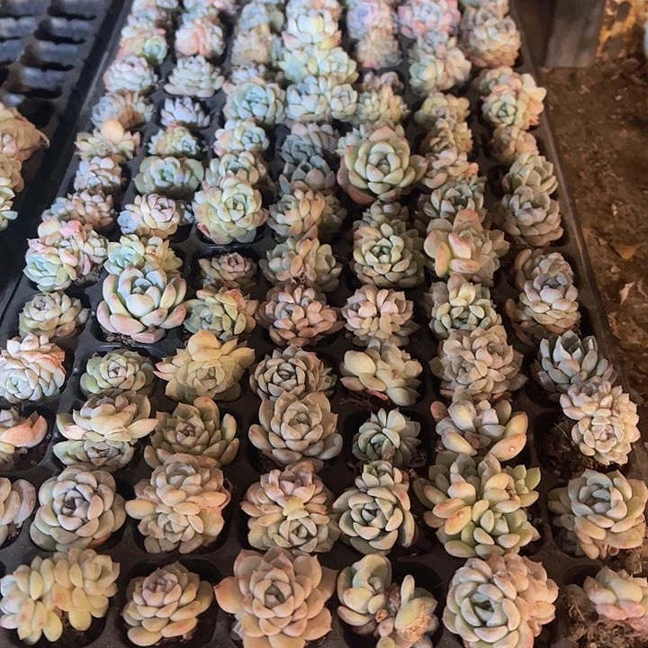 直播福利一物一拍592