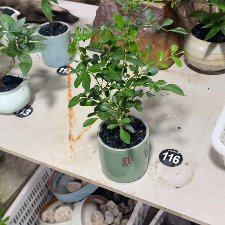 C***C无花朵退款拉黑拉黑56