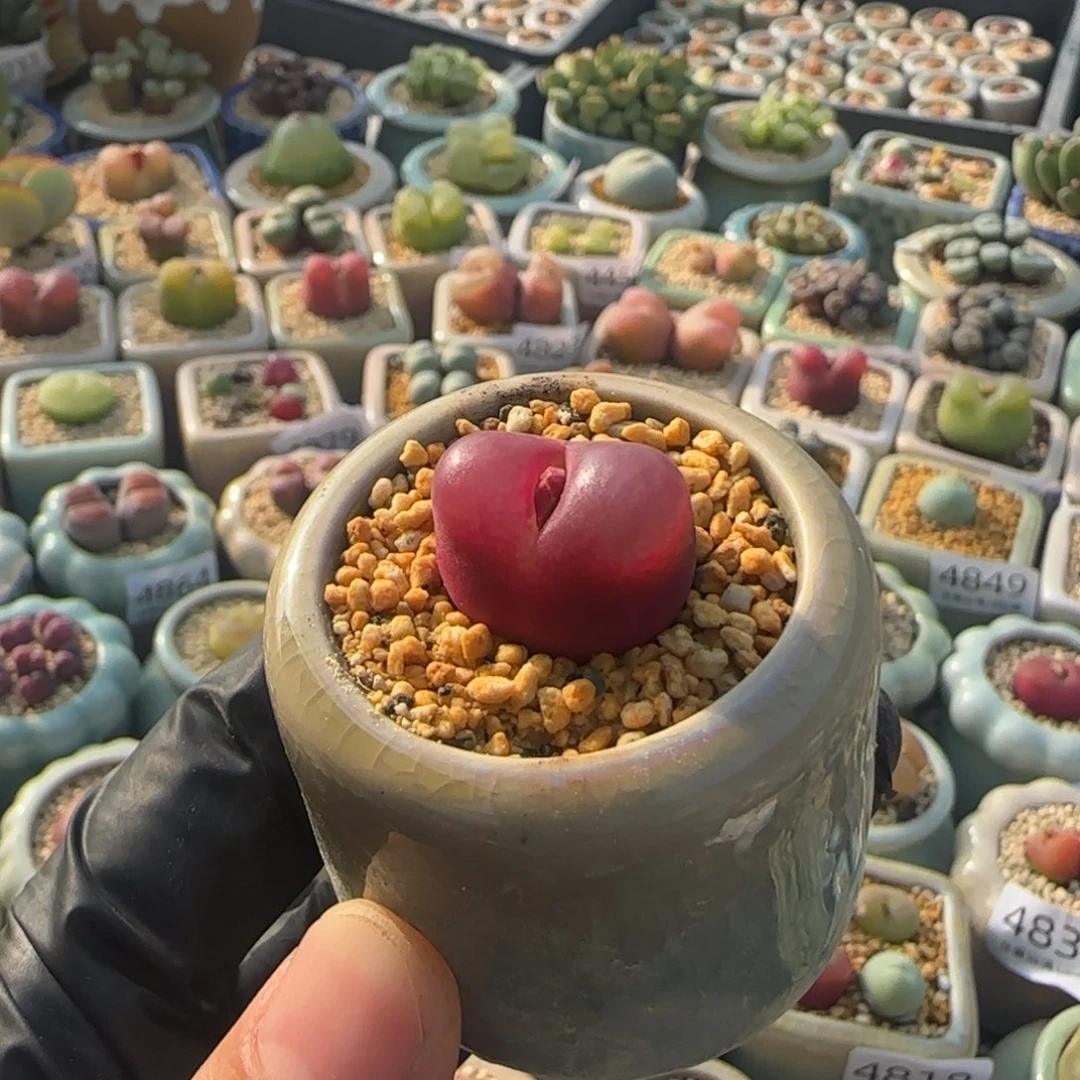 4889 一物一拍 带盆