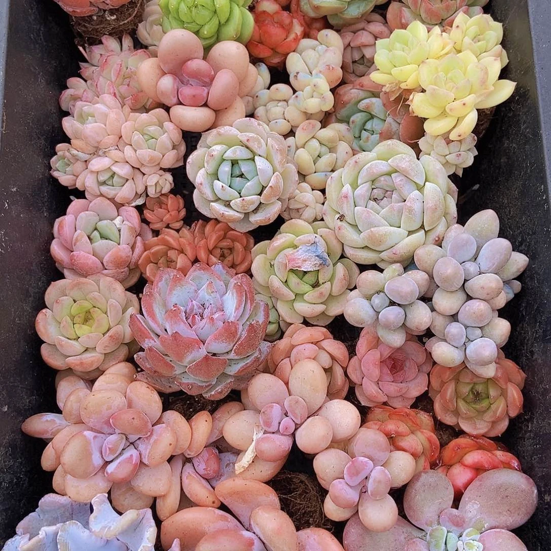 00000000001量拍保底20颗