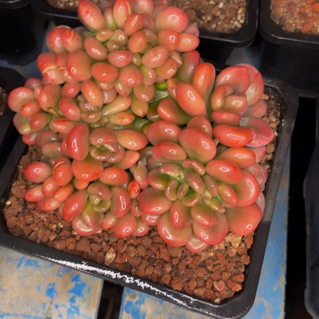 2715号晚上多肉植物群生多肉