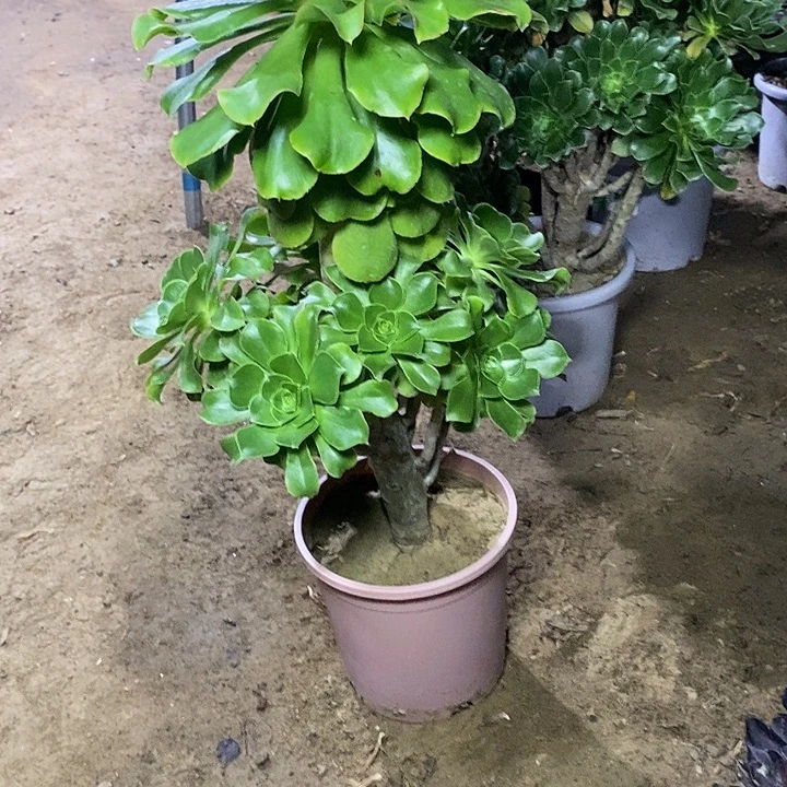 51，绿玫瑰多肉法师多肉法师