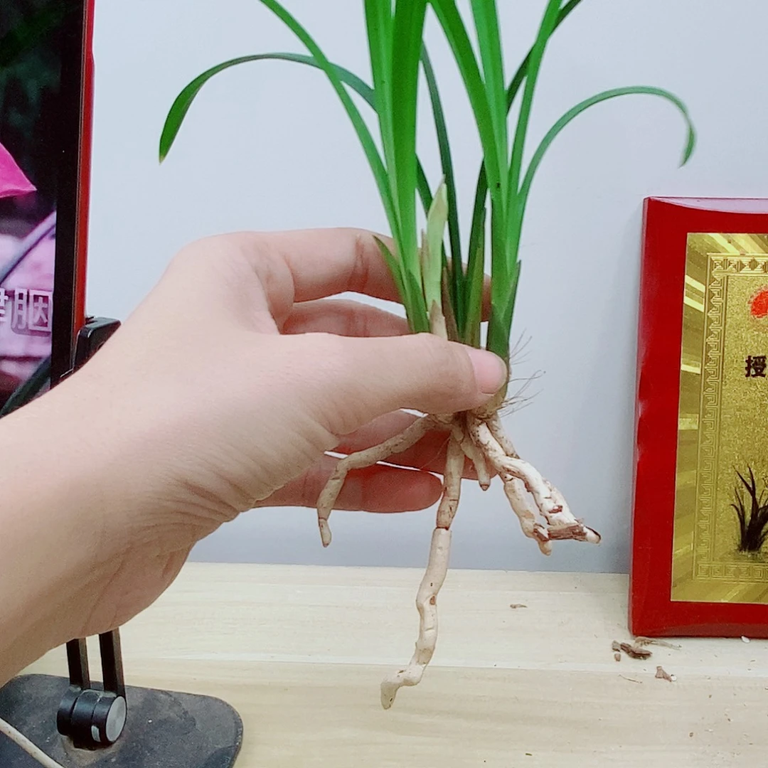 当前无花朵，栽培后可花朵
