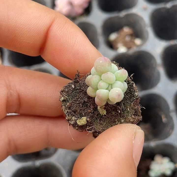 萤火虫随机发满18包邮