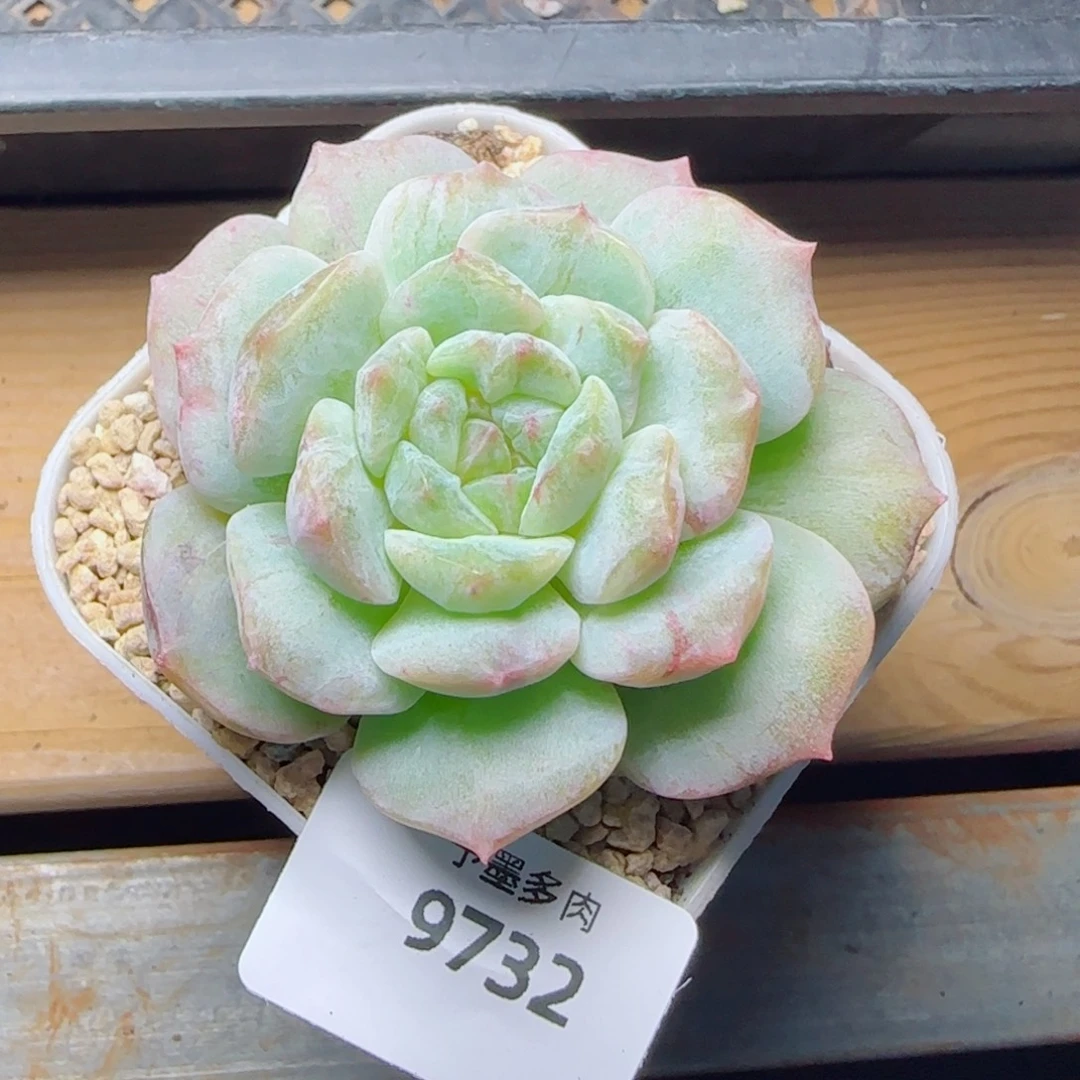 海梦石化，9732多肉植物
