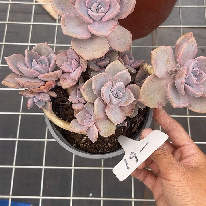 晨语多肉，一物一拍61彩虹糖