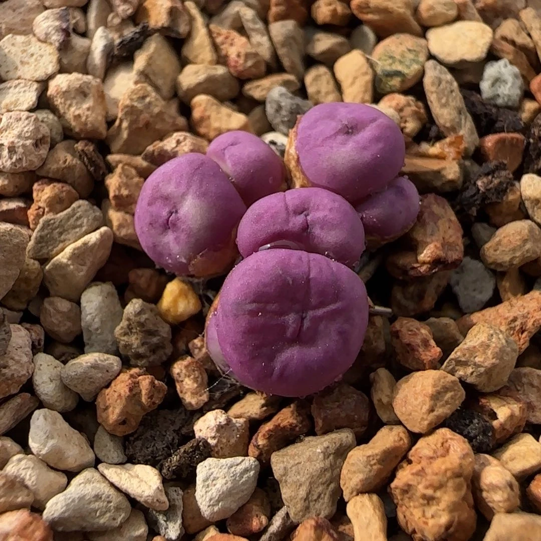 5-31-2-3当天满38包邮7头小型紫体红嘴0.7脱土