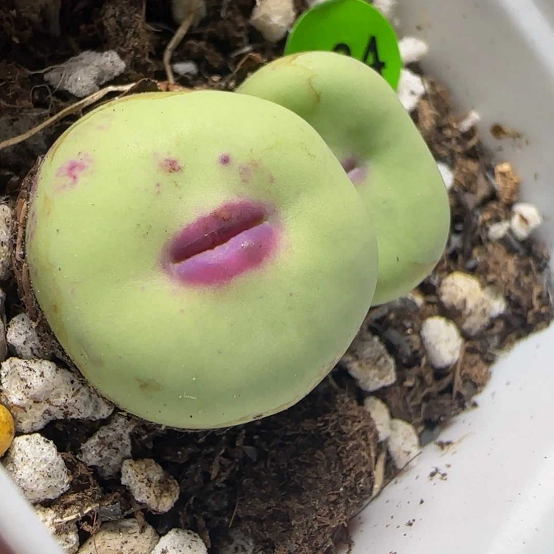 漂漂亮亮多肉植物884